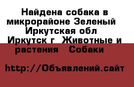 Найдена собака в микрорайоне Зеленый - Иркутская обл., Иркутск г. Животные и растения » Собаки   